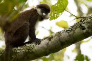 Patas monkey : 2014 Uganda